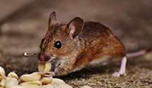 warehouse-pest-control Experts in Parsons